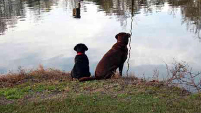 dogs-two-looking-into-water.jpg 
