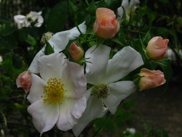 roses-planted-at-the-tree.jpg 