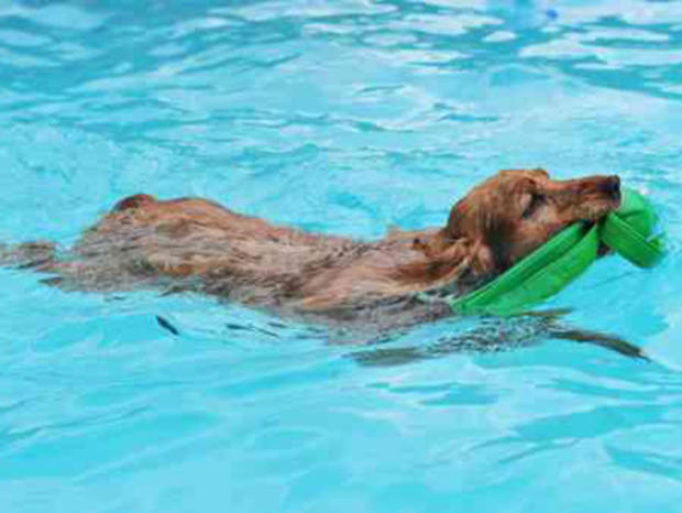 dog in pool 