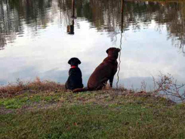 Dogs Two Looking Into Water 