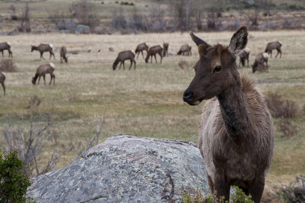 young-bull-elk-at-moraine-park9532.jpg 