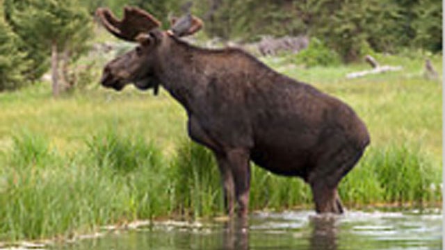 bull-moose.jpg 