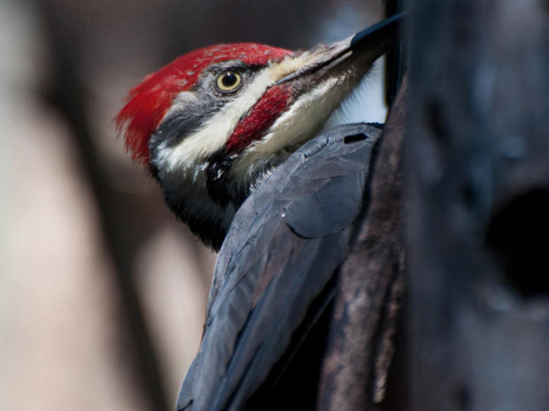 Injured Woodpecker At Minnesota Zoo 