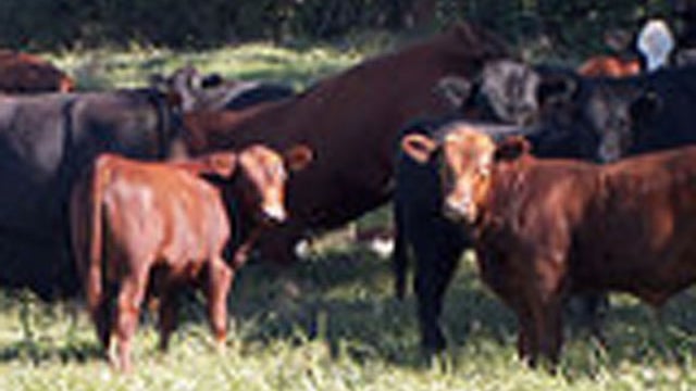 angus-cattle.jpg 