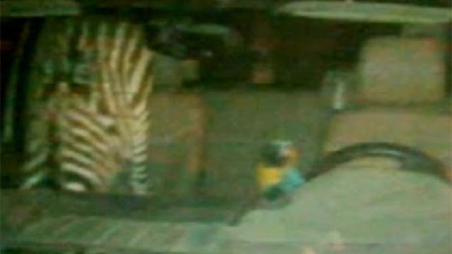 zebra-parrot.jpg 