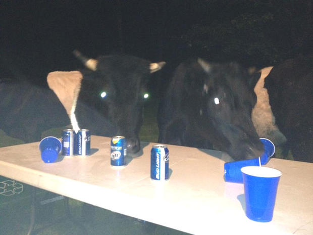 Boxford Cows 