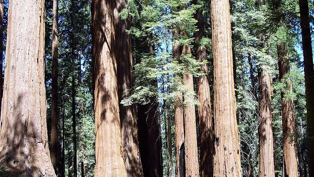 Redwoods and sequoias thrive despite climate change 
