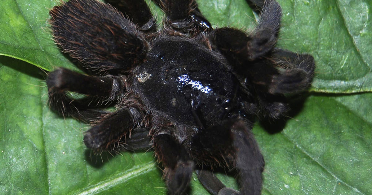 9 of the World's Deadliest Spiders