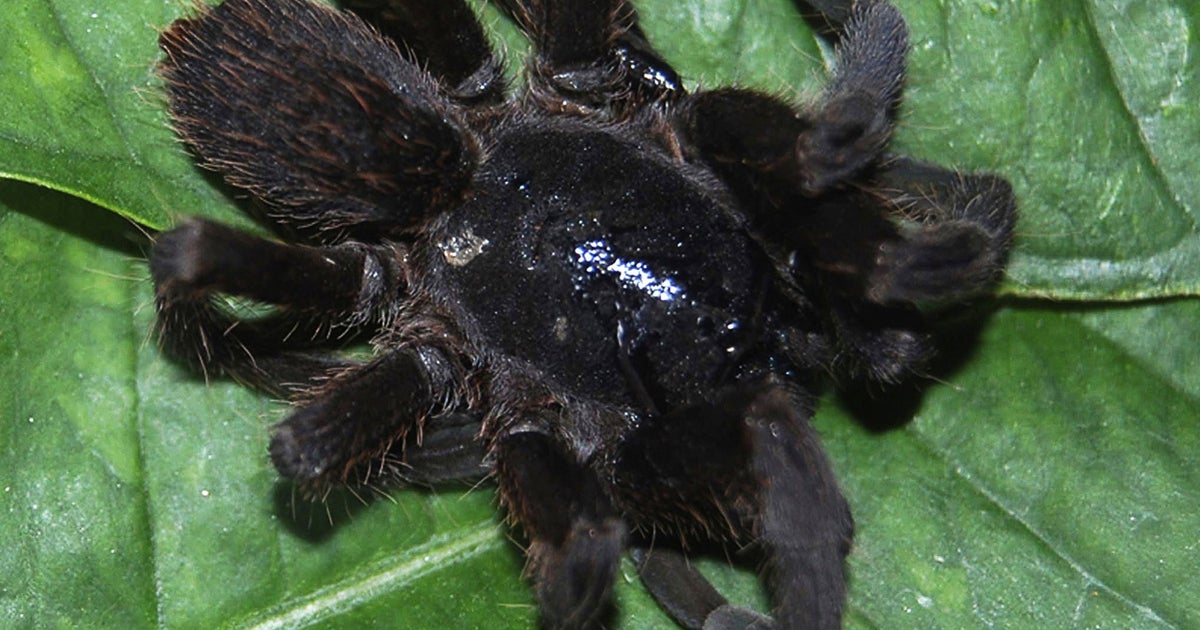 All About Poisonous Spiders
