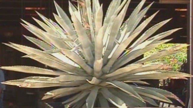 us_0606_centuryplant.jpg 