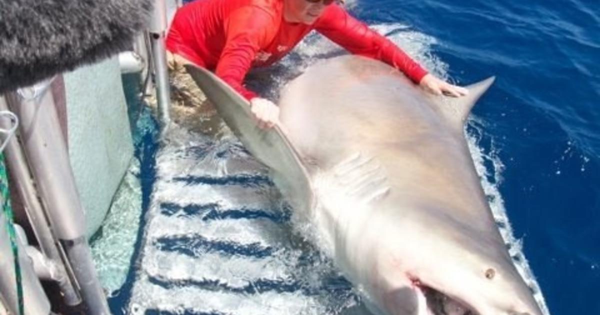 largest tiger shark ever caught