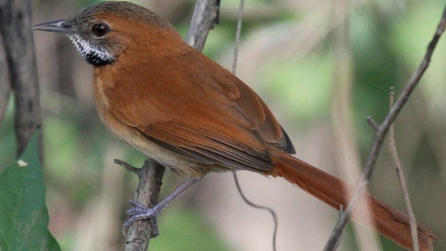 In this photo taken on March 2012 and released by BirdLife International on Thursday, June 7, 2012, a Hoary-throated Spinetail perches on a branch near the Takutu River on the border between Brazil and Guyana.  