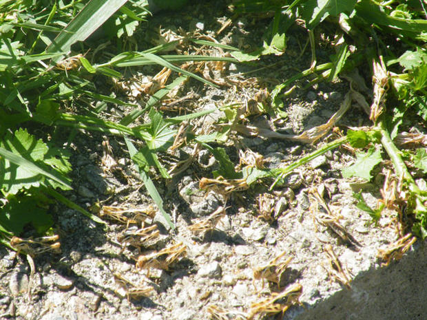 grasshopper-invasion-5.jpg 