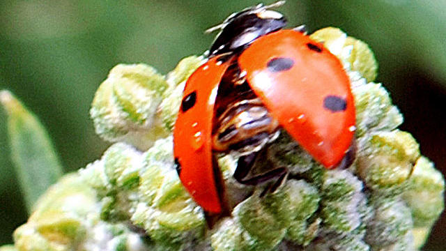 ladybug.jpg 