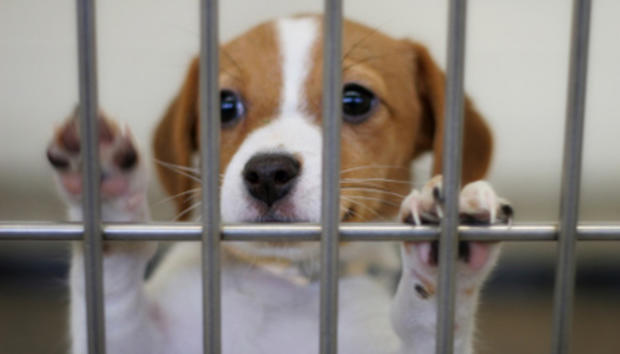puppy animal shelter 