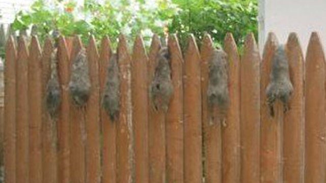 dead-squirrels.jpg 