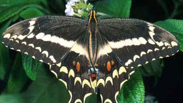 schaus_swallowtail01.jpg 