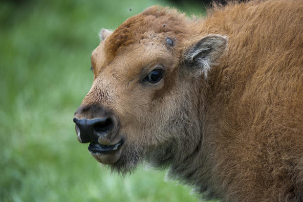 Fermilab Bison Calf 
