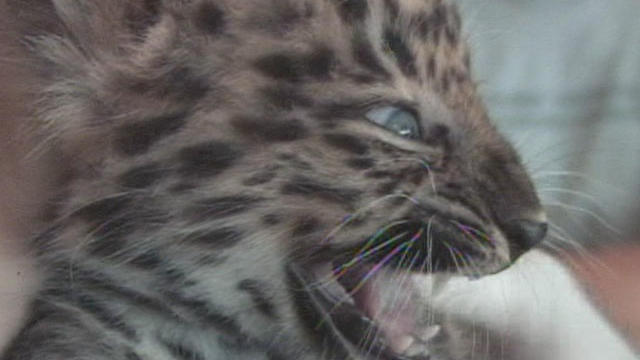 amur-leopard-cub.jpg 