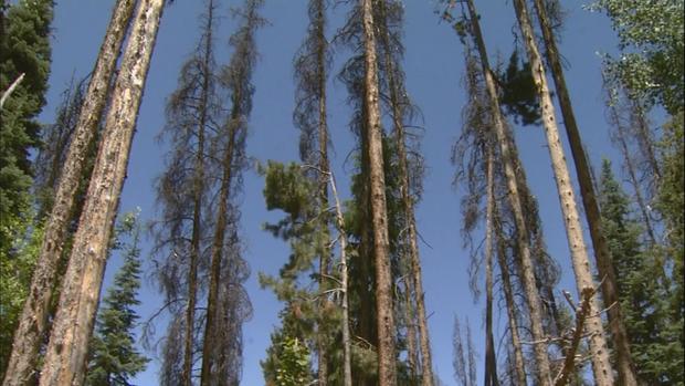Beetle-Killed Tree Lodgepole Pine 