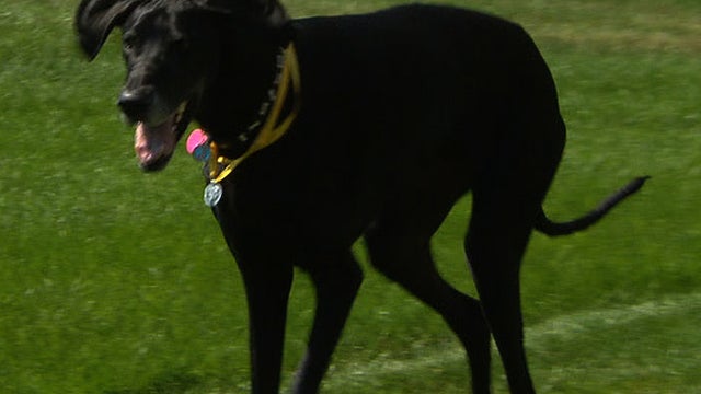 Hero Great Dane J. Matthew saved owner from abuser 