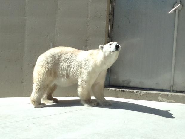 polar-bear.jpg 
