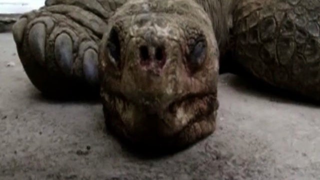 Giant tortoise, last-of-its-kind, dies  