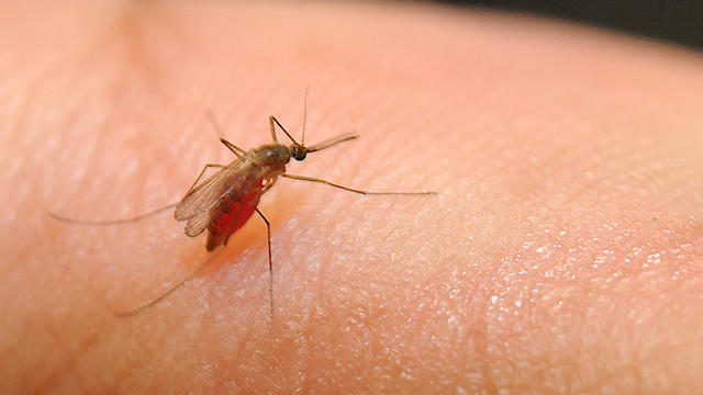 sized-mosquito.jpg 