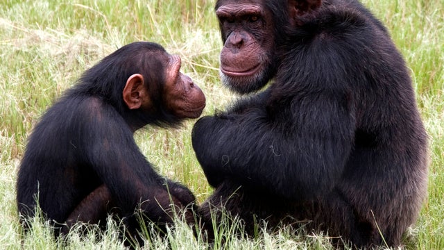 Chimpanzees sit in an enclosure at the Chimp Eden rehabilitation center near Nelspruit, South Africa, Feb. 1, 2011. 