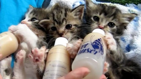 Kitten_Triplets.jpg 
