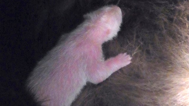 Panda Shin Shin cuddles newborn panda at Tokyo zoo.  