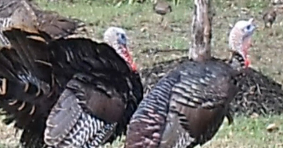 Angry birds: Wild turkeys ruffle feathers in N.J. towns - CBS News