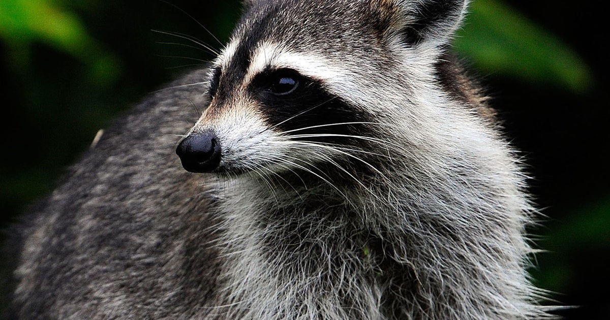 Raccoons chase, attack Washington woman CBS News
