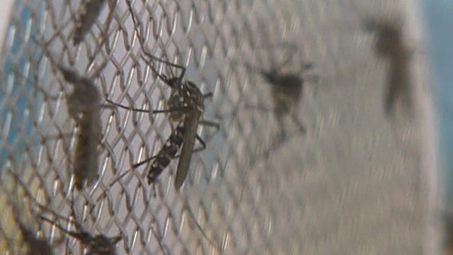 Mosquitoes in lab in University of California - Irvine 