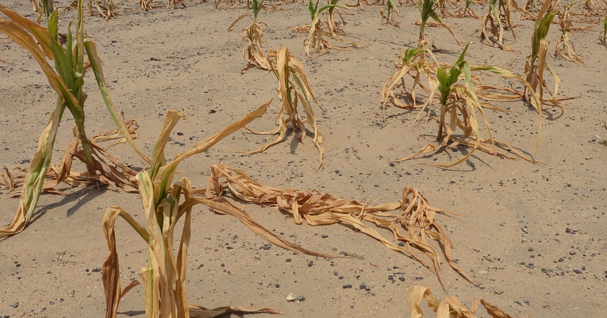 Drought to push up food prices in 2013: USDA - CBS News
