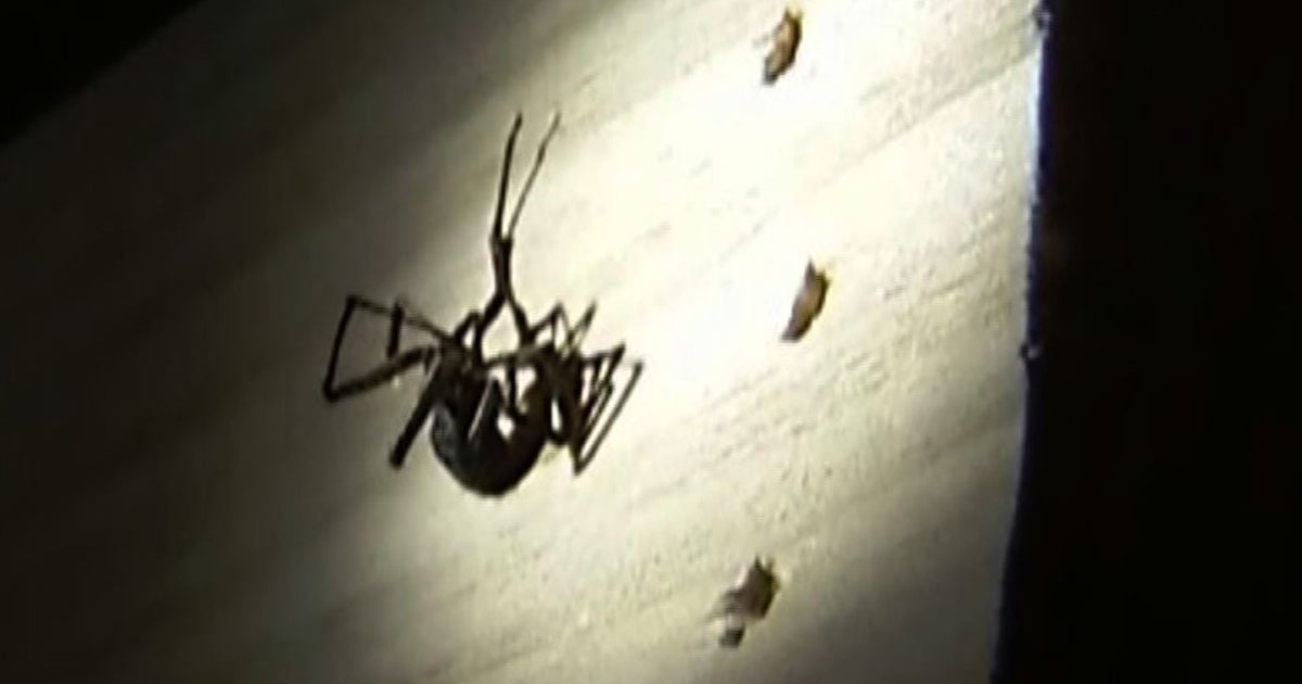 Drought driving annoying insect infestations - CBS News