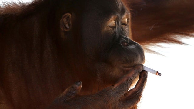 Tori, a 15-year-old orangutan smokes a cigarette inside her cage at Satwa Taru Jurug zoo in Solo, Central Java, Indonesia on July 6,2012. 