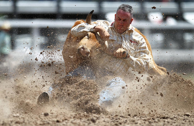 Les Shepperson competes in steer wrestling 