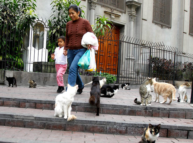 Pedestrians walk past cats gathered in the central park of Lima's upscale seaside Miraflores district, in Peru, Wednesday, Aug. 2, 2012. 