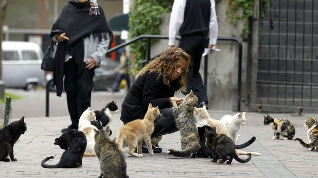 Lita Velasquez feeds cats in the central park of Lima's upscale seaside Miraflores district, in Peru, Wednesday, Aug. 2, 2012.  