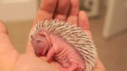 Baby_Hedgehog.jpg 