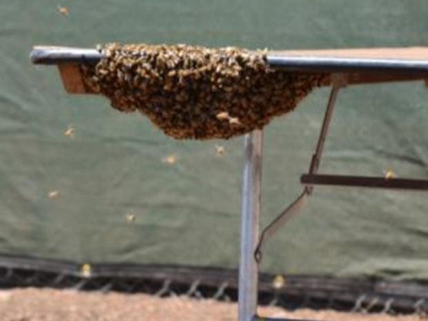 Bees at Cowboys Camp in Oxnard, CA 