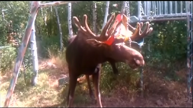 moose_stuck_808.png 