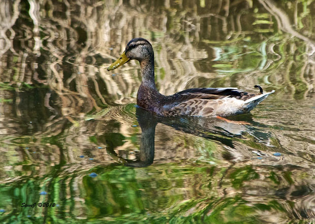 duck-reflected.jpg 