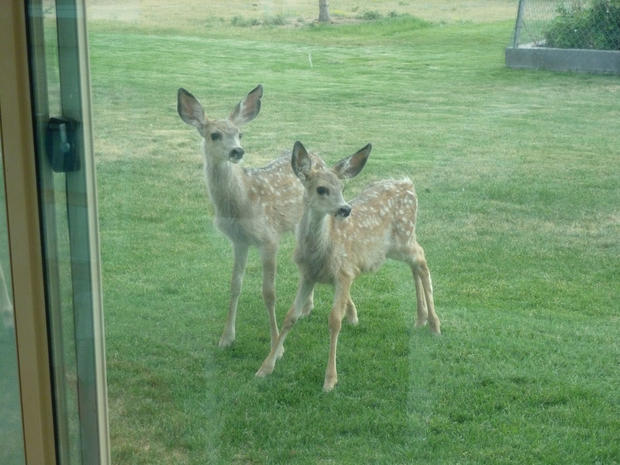 deer-babies-003.jpg 