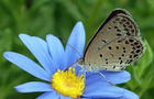 Pale grass blue butterfly, Zizeeria maha 