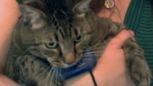 Kitty cam study 