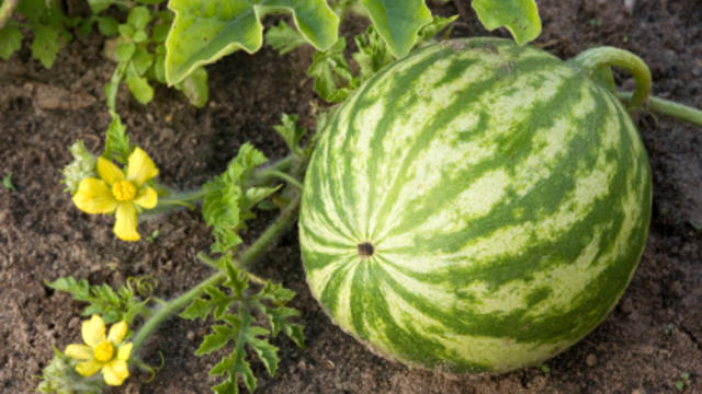 watermelon-in-the-garden.jpg 
