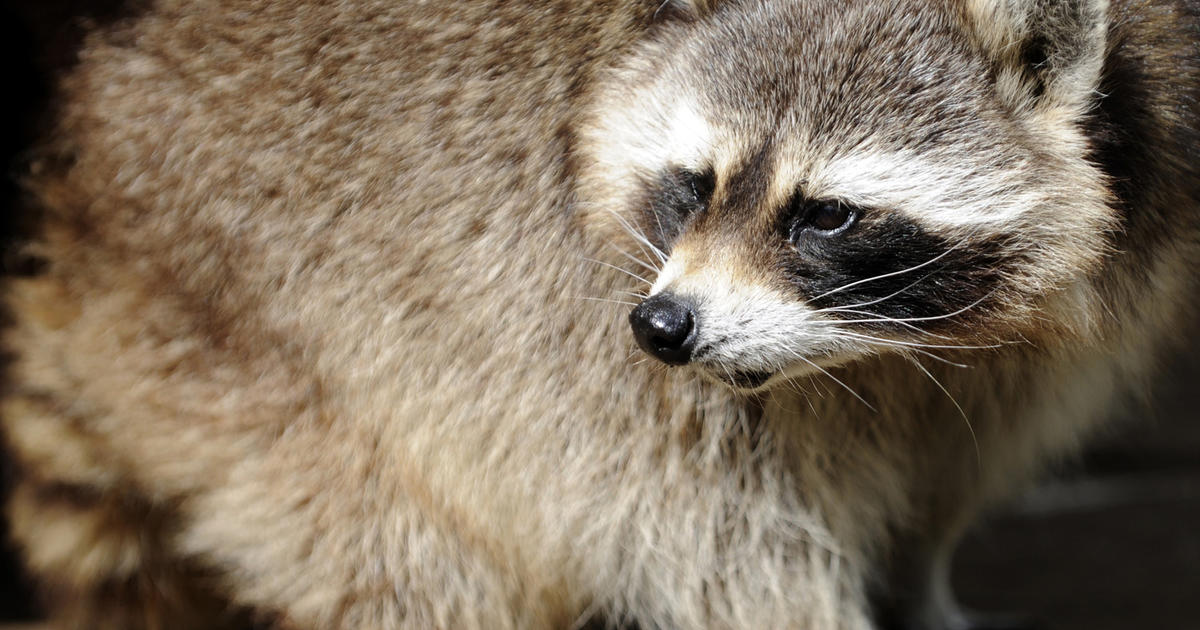 Raccoons For Sale In Detroit? Don't Touch, Experts Say [VIDEO] - CBS Detroit