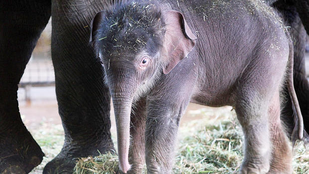 Baby elephant born at Berlin Zoo 